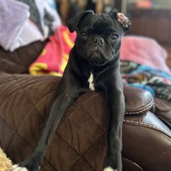 San Marcos Blvd Veterinary Hospital and Urgent Care