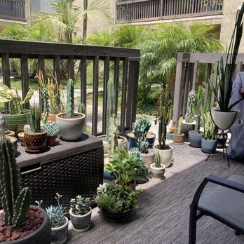 Sal’s Cactus Mart - Most of the cacti pictured were purchased from Sal's Cactus Mart. - Nurseries & Gardening Near Me - Fillmore, California Sal’s Cactus Mart - Most of the cacti pictured were purchased from Sal's Cactus Mart. - Nurseries & Gardening Near Me - Fillmore, California