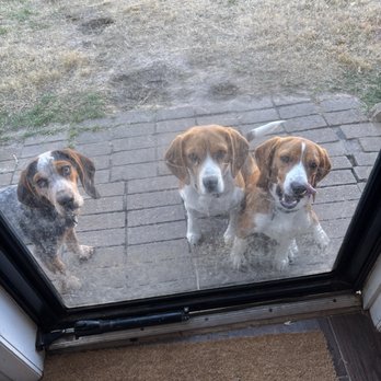 Get Along Little Doggies - Dog Walkers Near Me - Amarillo, Texas Get Along Little Doggies - Dog Walkers Near Me - Amarillo, Texas