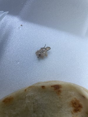 Paseo Catracho by null