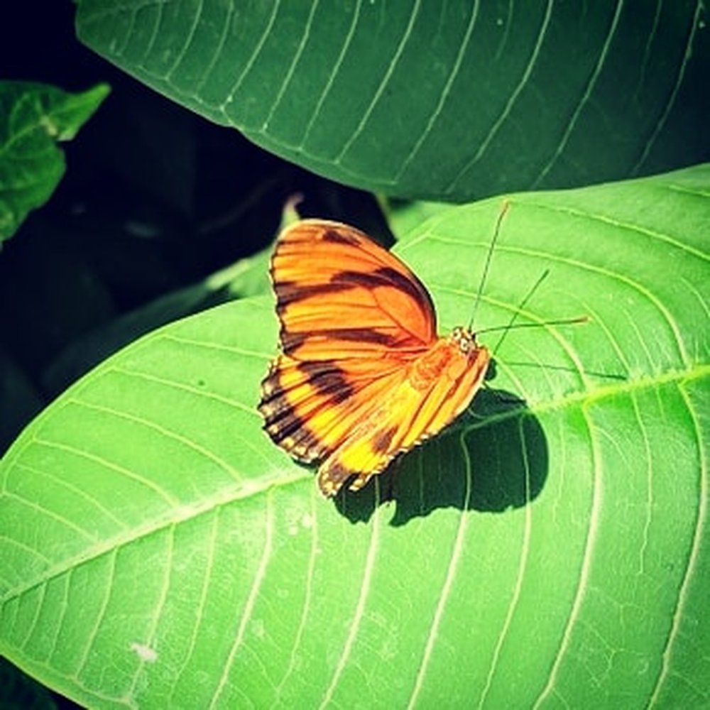 Cambridge Butterfly Conservatory - Lounging on a leaf - Botanical Gardens Near Me - Cambridge, Ontario Cambridge Butterfly Conservatory - Lounging on a leaf - Botanical Gardens Near Me - Cambridge, Ontario
