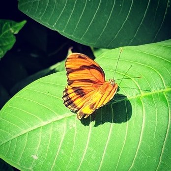 Cambridge Butterfly Conservatory - Lounging on a leaf - Botanical Gardens Near Me - Cambridge, Ontario Cambridge Butterfly Conservatory - Lounging on a leaf - Botanical Gardens Near Me - Cambridge, Ontario