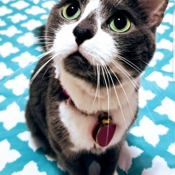 Grand Paws Pet Sitter - Grand Paws Pet Sitter clients are the cutest! - Dog Walkers Near Me - Plano, Texas Grand Paws Pet Sitter - Grand Paws Pet Sitter clients are the cutest! - Dog Walkers Near Me - Plano, Texas