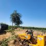 Photo of LVR Tree service