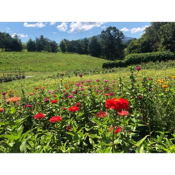 The Never Ending Flower Farm - Florists Near Me - Barnardsville, North Carolina The Never Ending Flower Farm - Florists Near Me - Barnardsville, North Carolina