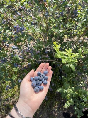 Crossroads Blueberry Market by null
