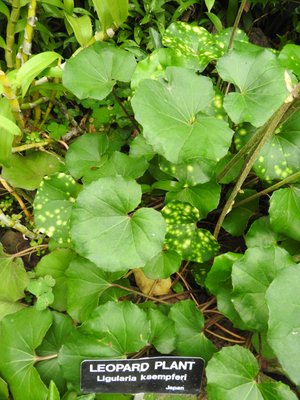 Rockefeller Park & Greenhouse by null