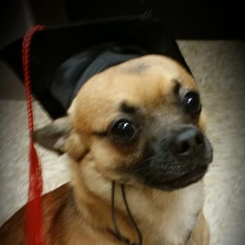 PetSmart - Teddys graduation - Pet Groomers Near Me - Mililani, Hawaii PetSmart - Teddys graduation - Pet Groomers Near Me - Mililani, Hawaii