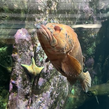 Seattle Aquarium - Aquariums Near Me - Seattle, Washington