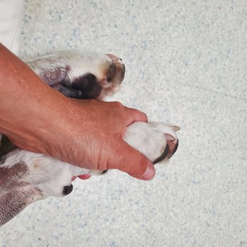 Veterinary Emergency and Referral Center - look at the blood in his leg. i cant even. im beyond shattered - Veterinarians Near Me - Clarks Summit, Pennsylvania