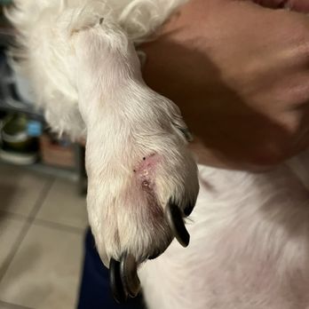 Van Nuys Veterinary Clinic - Robert's paw looks fantastic after suture removal! Thank you for saving our baby from foxtails, Dr. Oh!!! - Veterinarians Near Me - Van Nuys, California Van Nuys Veterinary Clinic - Robert's paw looks fantastic after suture removal! Thank you for saving our baby from foxtails, Dr. Oh!!! - Veterinarians Near Me - Van Nuys, California