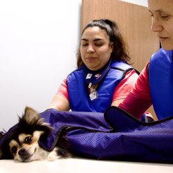 Long Beach Animal Urgent Care - X-ray room