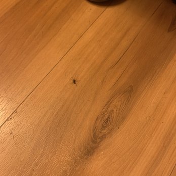 Motel 6 - Live spider I found in the second room(221) - Hotels Near Me - Rolling Meadows, Illinois