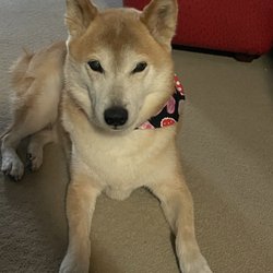 Bark, Bath and Beyond