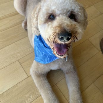 Pet Beauty Mobile Grooming - Pet Groomers Near Me Pet Beauty Mobile Grooming - Pet Groomers Near Me
