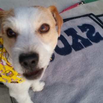Empire K9 Dog Training - Buddy after the groomers. - Pet Training Near Me