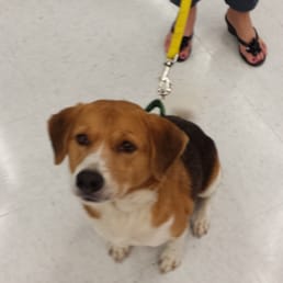 Petco is great about hosting adoption events. Animal Refuge Center (ARC) of N Fort Myers is there most weekends. Petco is great about hosting adoption events. Animal Refuge Center (ARC) of N Fort Myers is there most weekends.