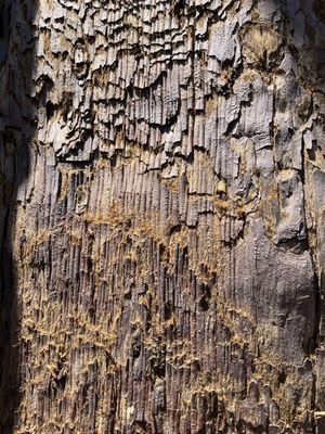 General Grant Tree by null