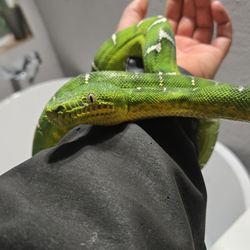 Arbor Pet Clinic