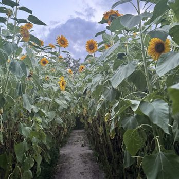 Sweetfields Farm - Sunflower maze - Farmers Market Near Me - Masaryktown, Florida