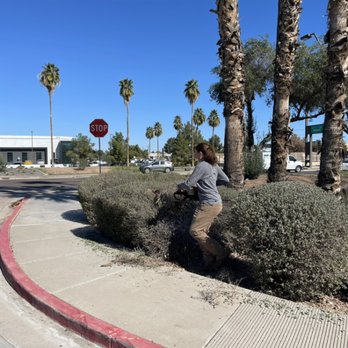 Essence AZ - Valero gas station clean up. - Tree Services Near Me Essence AZ - Valero gas station clean up. - Tree Services Near Me