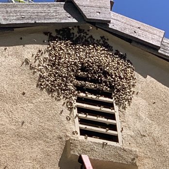 Bee Removal Logics - Leftover bees swarming after the 6 honeycombs were removed - Pest Control Near Me
