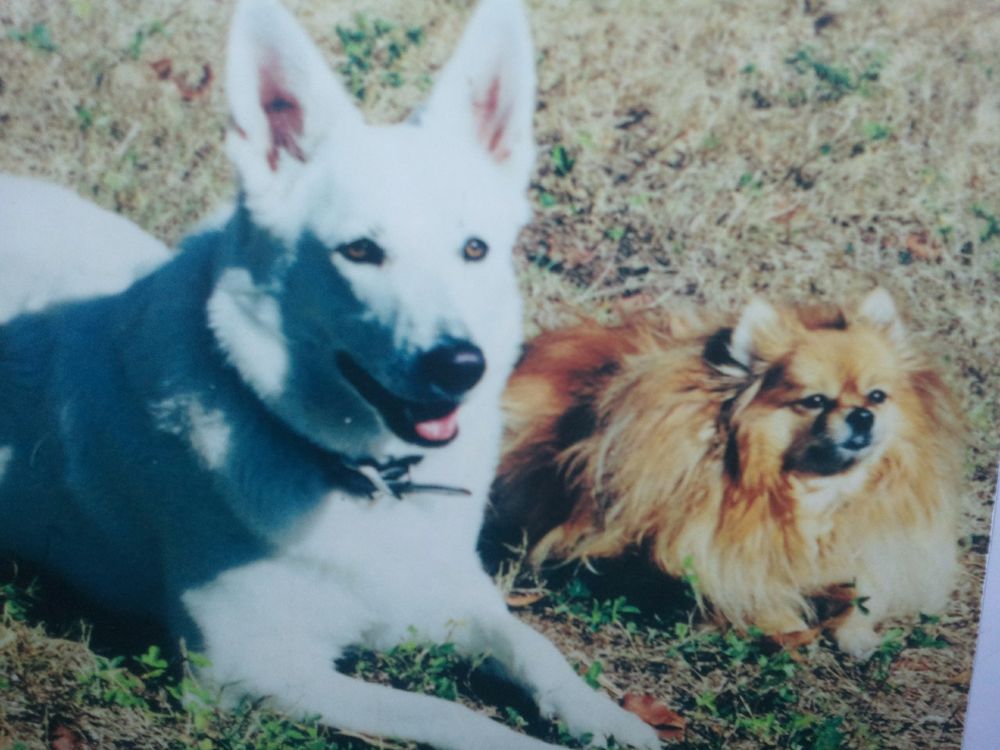 ACE DOG TRAINING Updated September 2024 Cape Coral, Florida Pet