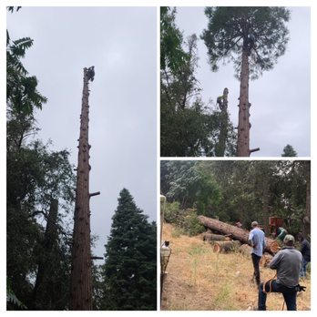 SA tree care & Maintenance - Pine tree removal - Tree Services Near Me