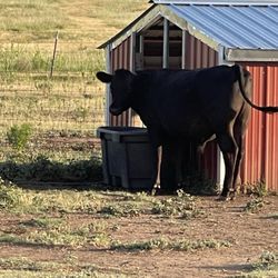 Texas Route 66 RV Park - Mr. Cow!