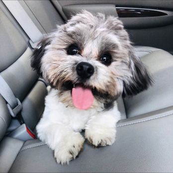 Tiny Tails - Pet Groomers Near Me - Brooklyn, New York Tiny Tails - Pet Groomers Near Me - Brooklyn, New York