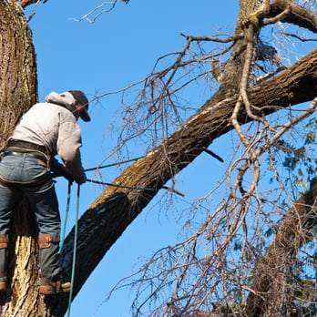 Buffalo Tree Service - Professional Tree Cutting Services - Tree Services Near Me - Buffalo, New York
