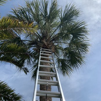 JV Home Services - Before - Tree Services Near Me JV Home Services - Before - Tree Services Near Me