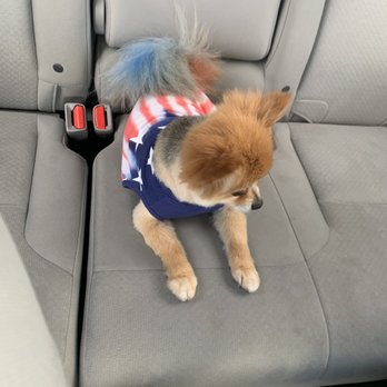PetSmart - Pebbles with her chalk colored tail for the Fourth of July - Pet Stores Near Me - Joliet, Illinois