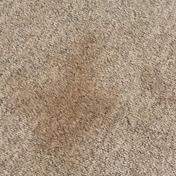 1. Heaven's Best Carpet Cleaning