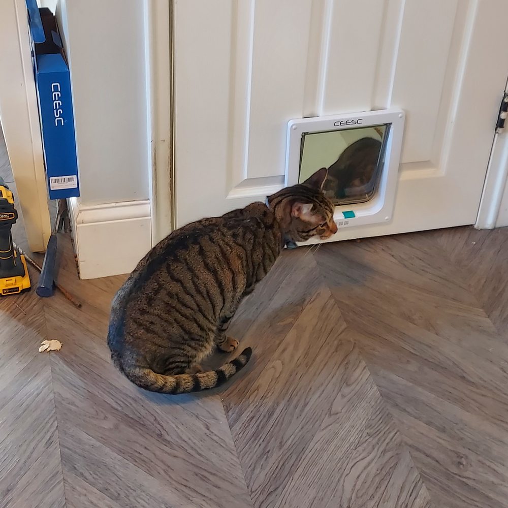 Philips Electric - 2 happy cats with cat door I was able to finish with a tool-lend. :) - Electricians Near Me - Arlington, Massachusetts Philips Electric - 2 happy cats with cat door I was able to finish with a tool-lend. :) - Electricians Near Me - Arlington, Massachusetts