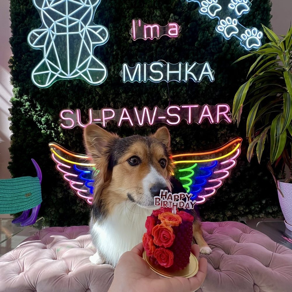 Mishka - beautiful cake & they even gave him a happy bday sign for it! - Pet Stores Near Me - San Francisco, California