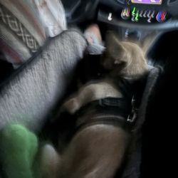 Three Rivers Transportation Delivery Service - Scout after a busy day! what a good girl