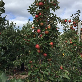 Parlee Farms - Honeycrisps! - Farmers Market Near Me - Tyngsboro, Massachusetts