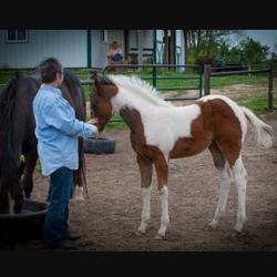 Gentle Hoofbeats