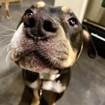 Joyful Pets and Homes - Dog Walkers Near Me Joyful Pets and Homes - Dog Walkers Near Me
