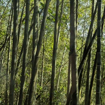 Supera Tours - Bamboo forest driving up to Alishan Mountains. - Historical Tours Near Me - South El Monte, California Supera Tours - Bamboo forest driving up to Alishan Mountains. - Historical Tours Near Me - South El Monte, California