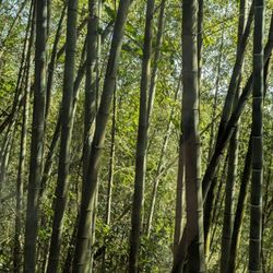 Supera Tours - Bamboo forest driving up to Alishan Mountains.