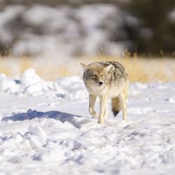 All Things Wild in Gardiner gift card