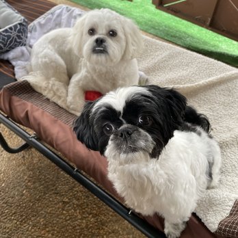 Dramatic Paws Pet Spa & Boutique - My babies fresh from Dramatic Paws! - Pet Groomers Near Me - Columbus, Georgia Dramatic Paws Pet Spa & Boutique - My babies fresh from Dramatic Paws! - Pet Groomers Near Me - Columbus, Georgia