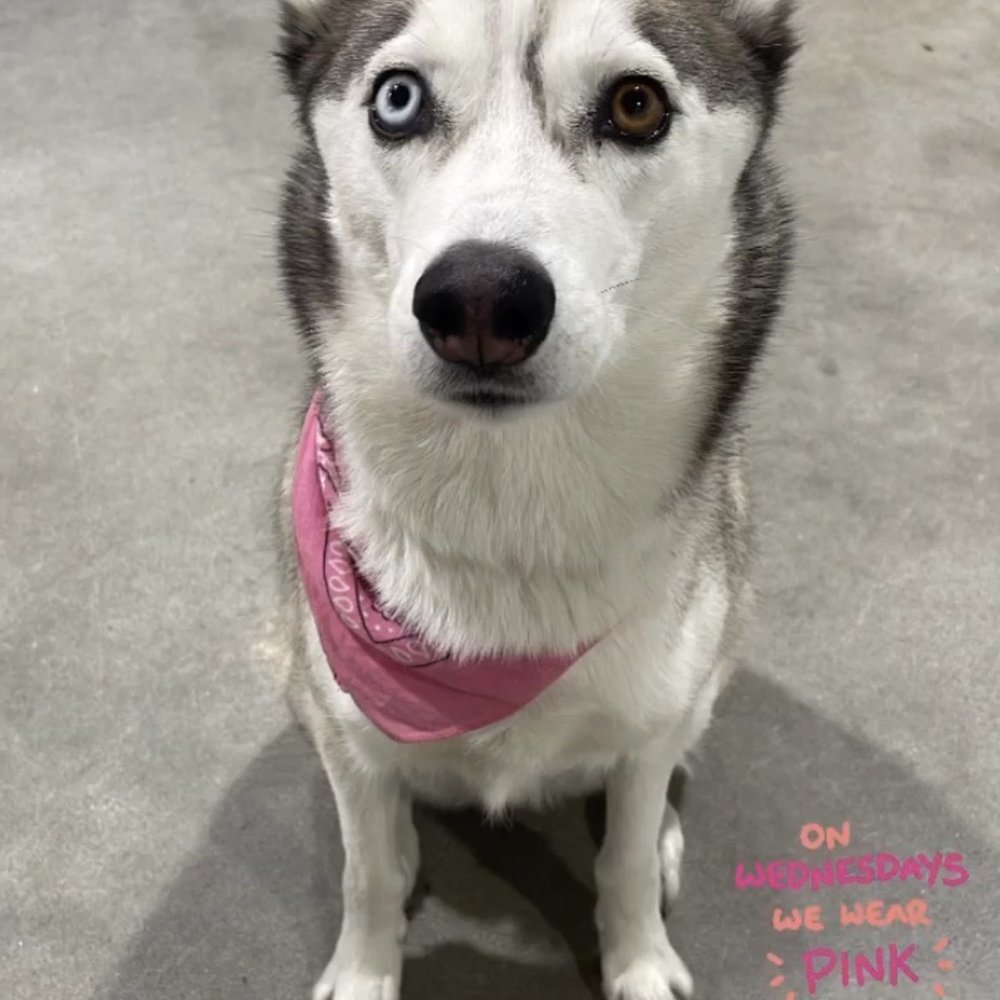 Dogdrop - Pet Sitting Near Me - Los Angeles, California Dogdrop - Pet Sitting Near Me - Los Angeles, California