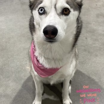 Dogdrop - Pet Sitting Near Me - Los Angeles, California