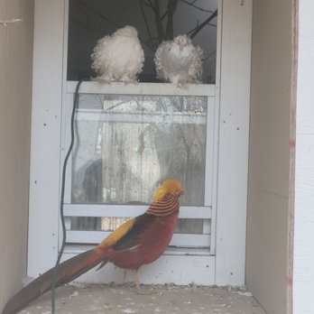 Indian Creek Zoo - Some beautiful birds in the bird house in their window to choose which enclosure they want to be in. - Zoos Near Me - Lambertville, Michigan Indian Creek Zoo - Some beautiful birds in the bird house in their window to choose which enclosure they want to be in. - Zoos Near Me - Lambertville, Michigan