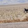 Photo of Marietta Wild Burro Range