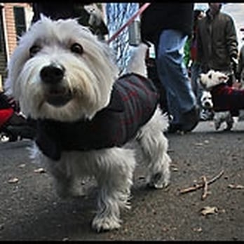 Scottish Christmas Walk Weekend - Westie walking in the parade with Westie Rescue - Local Flavor Near Me Scottish Christmas Walk Weekend - Westie walking in the parade with Westie Rescue - Local Flavor Near Me