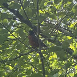 Nathan Chapman Memorial Trail - Bird